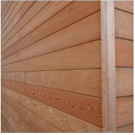 Siberian Larch
